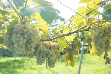 葡萄畑のナイアガラ