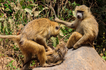 Family of olive baboons (Papio anubis), also called the Anubis baboons, on a stone in Lake Manyara National Park in Tanzania