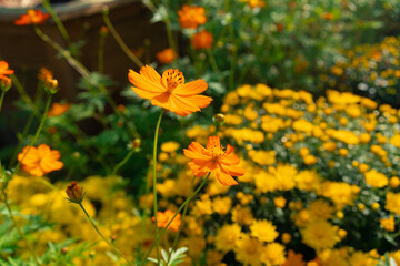yellow flowers in a field