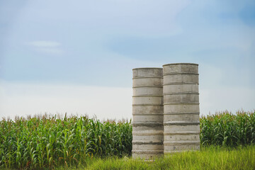 Concrete tower tanks in corn farms of Thailand.
