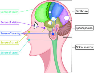 五感　感覚　イラスト