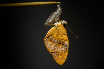 Common leopard butterfly hangs onto the empty harder outer case of chrysalis close-up macro...
