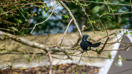 Fototapeten Asian Koel male bird looking for banyan fruits. glossy black wings and red eyes. © nilanka