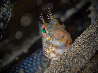 Variable blenny, Variabler Schleimfisch (Parablennius pilicornis)