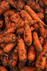 Fresh carrots. Delicious organic vegetables at the farmers market.