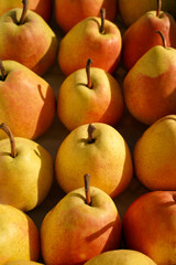 delicious organic pears as background