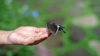 A butterfly sits on a woman's hand fingertips close up. concept of fragility and the harmony of nature. Beautiful black male common Mormon butterfly.