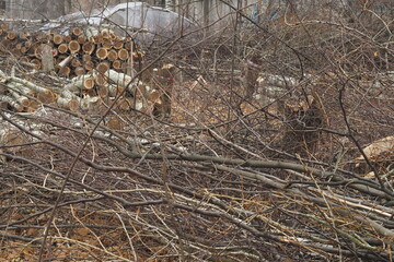 Forestry. Deforestation, obtaining timber. Logging industry. Ecology and forest protection.