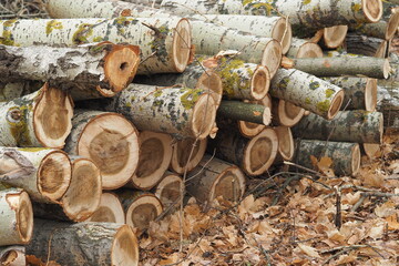 Forestry. Deforestation, obtaining timber. Logging industry. Ecology and forest protection.