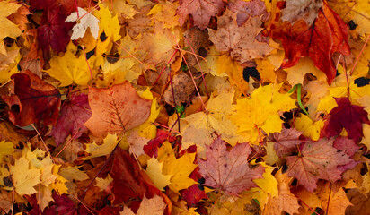 autumn leaves background