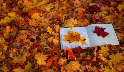 a storybook of the forests among the autumn leaves