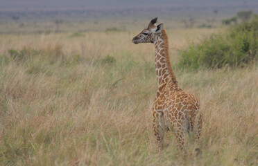 cute baby masai giraffe standing in the wild savannah of the masai mara, Kenya