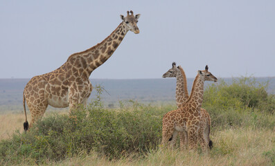 mother masai giraffe standing alert and watching over a tower of two baby giraffes in the wild Masai Mara, Kenya