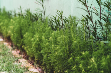 Casuarina equisetifolia is cultivated as an ornamental plant. It grows on the Islands of Western Oceania, as well as the Australian region.