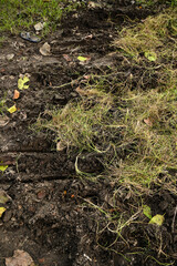 moss on the ground. Half green and half path . Best wallpaper of nature and path of a forest . manmade footpath in forest 