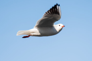 White seagull in flight. Nature.