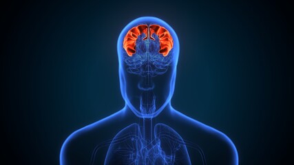 3d illustration of human brain central organ anatomy