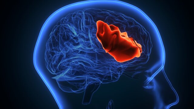 3d illustration of human brain central organ anatomy