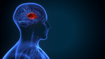 3d illustration of human brain  putamen Anatomy.