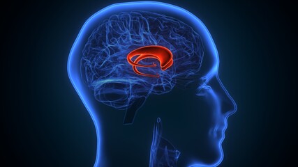 3d illustration of human Brain fornix of forebrain Anatomy.