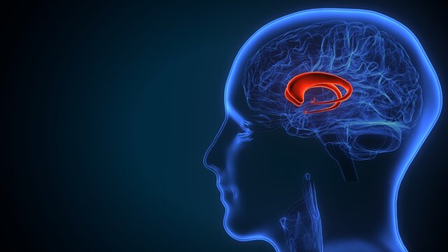 3d illustration of human Brain fornix of forebrain Anatomy.