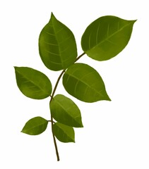 green watercolor leaves. Decorative beauty elegant illustration for design