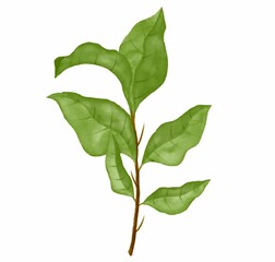 green watercolor leaves. Decorative beauty elegant illustration for design