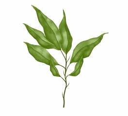 green watercolor leaves. Decorative beauty elegant illustration for design