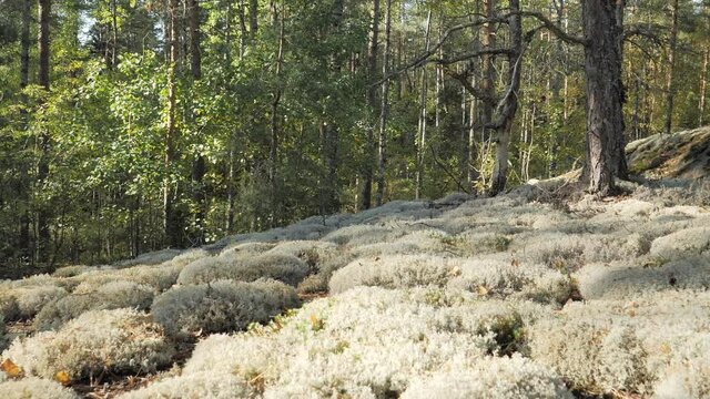 Lots of trees surrounding the reindeer moss in Espoo Finland or also known as Cladina mushrooms.geology shot.4k