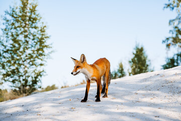 Portrait of a red fox against the background of the forest. The world of wild nature of Russia, the southern Urals. The fox looks ahead looking for prey.