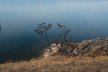 tree in the lake baikal