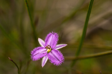 flower twinning fringe-lily native australian flora