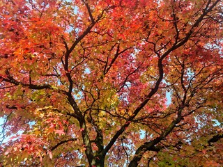 Autumn tree 
