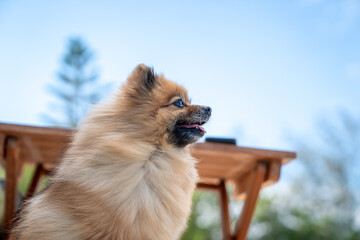 Pomeranian tongue in the side view with blur blue sky background.