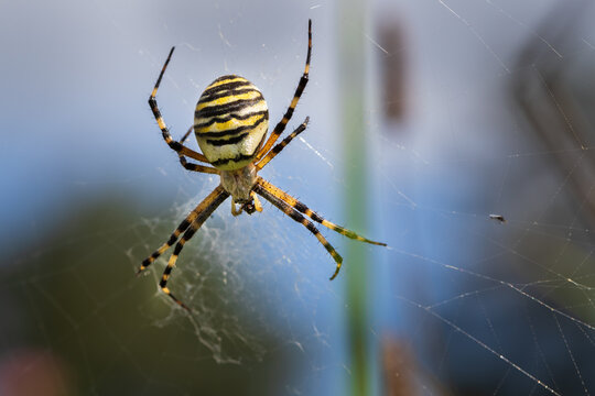 Beautiful big spider in a cobweb. The spider is yellow and has black stripes.