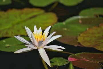 white water lily