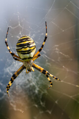 Beautiful big spider in a cobweb. The spider is yellow and has black stripes.