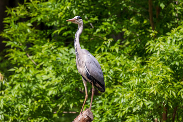 Gray Heron - Ardea cinerea standing on a tree branch by a pond.