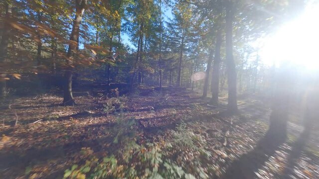 Forrest flying through fpv trees plants and green, old forrest aerial. foliage and green in autumn.