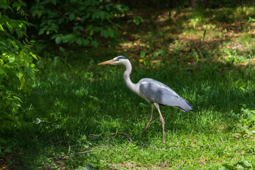 Gray Heron - Ardea cinerea standing on a tree branch by a pond.