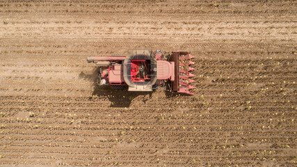 Fototapeta na wymiar Aerial view combine, harvester, harvesting on sunflower field. Mechanized harvesting sunflower.