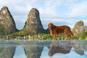 The golden retriever stands on the mirrored floor, and the karst landscape in the distance