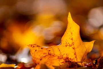 Romantic autumn mood with colorful leaves in fall shine bright in the sunlight with orange, red and yellow colors as beautiful side of nature in the indian summer season with warm colors and macro lea - obrazy, fototapety, plakaty