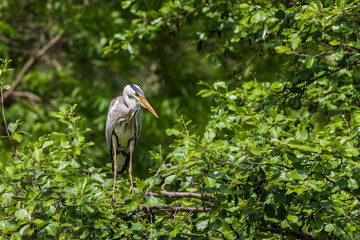 Gray Heron - Ardea cinerea standing on a tree branch by a pond.