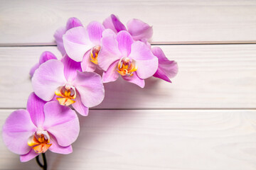 A branch of purple orchids on a white wooden background
