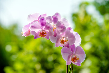 Purple Orchid branch on green natural background
