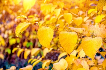 Autumn background-yellow leaves in the city Park
