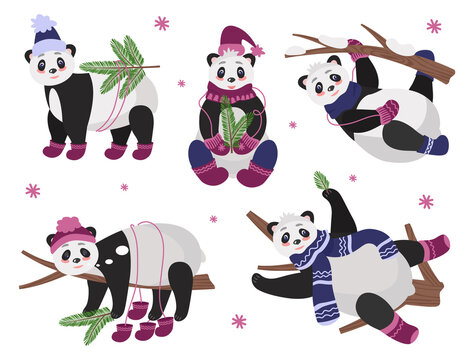 Christmas set of cute pandas on trees in different poses, in warm winter clothes with fir branches. Vector illustration of characters for holiday cards, design or decor