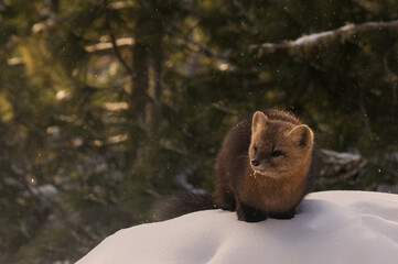 siberian sable in a snowy forest	