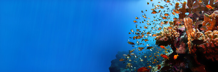 Rode zee koraalrif landschap met koralen en jonkvrouw vissen met zonnestralen banner achtergrond